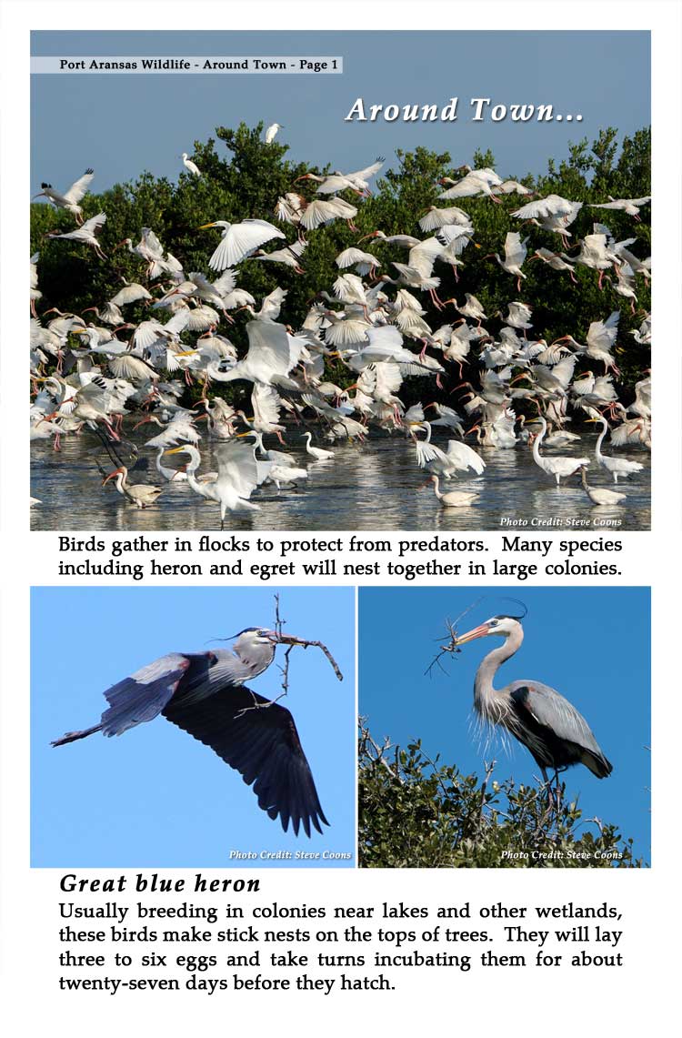 Port Aransas Wildlife