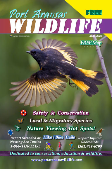Port Aransas Wildlife